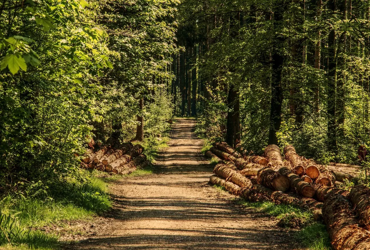 Meet The Green Standard: How Forest Systems Works & What We Stand For
