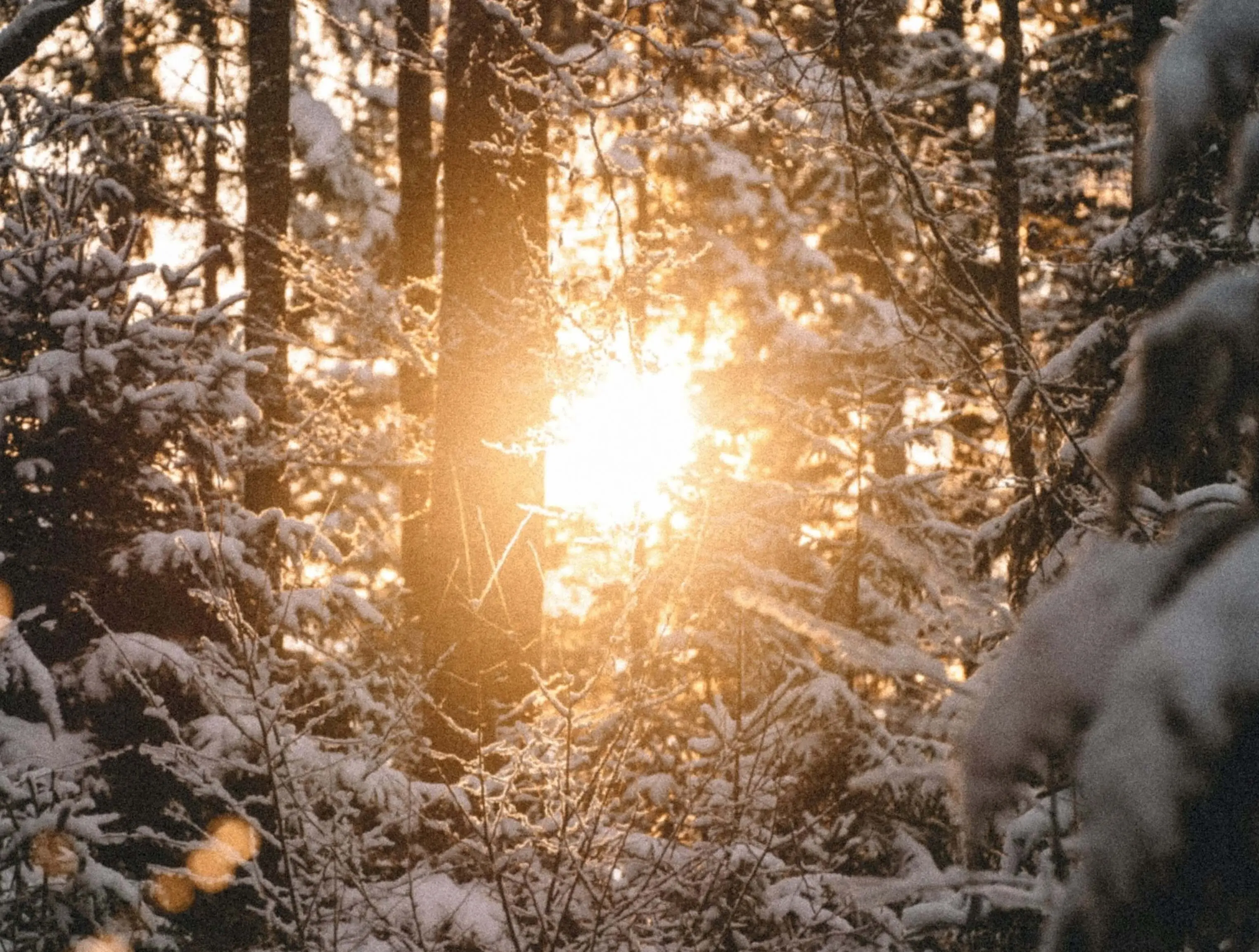 Happy Holidays from Forest