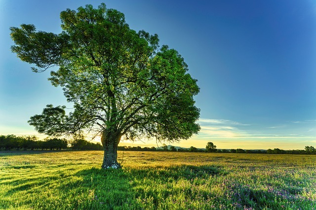 Tree representing transactions